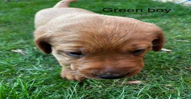 Labrador Retriever dogs - Advert 5