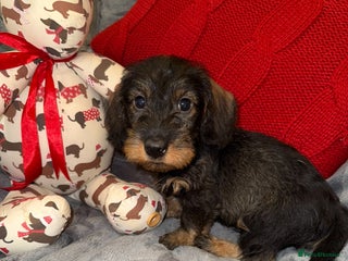 Dachshund dogs 🩷💙Stunning KC Wire haired Dachshunds🩷💙 - Advert 10