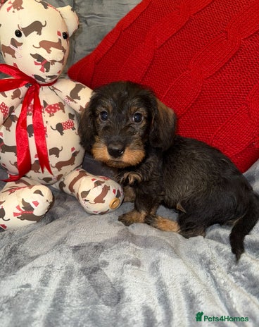 Dachshund dogs 🩷💙Stunning KC Wire haired Dachshunds🩷💙 - Advert 14
