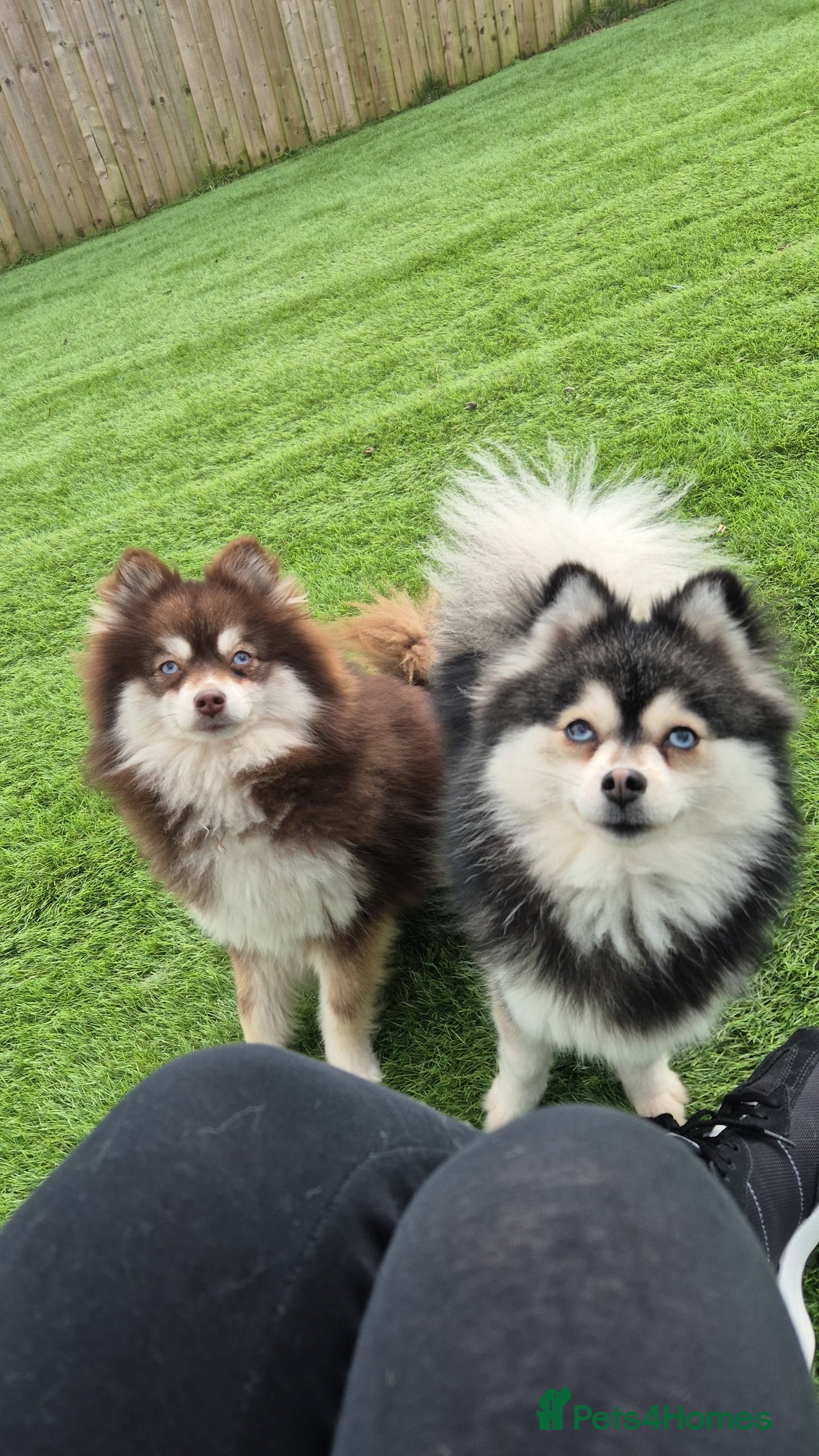 Pomsky dogs Toy pomsky female  - Advert 1