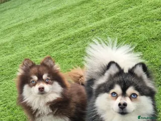 Pomsky dogs Toy pomsky female - Advert 1