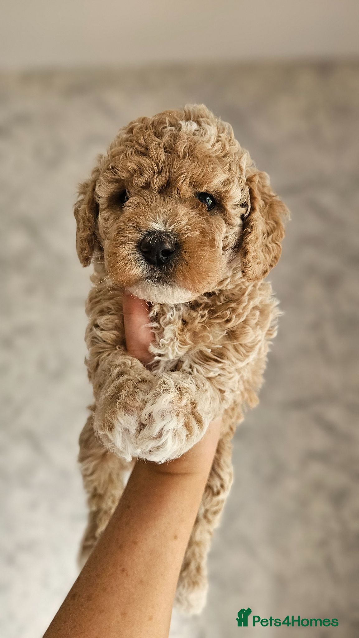 Mini Goldendoodle dogs Mini/toy Goldendoodles from Toy Poodle lines - Advert 1