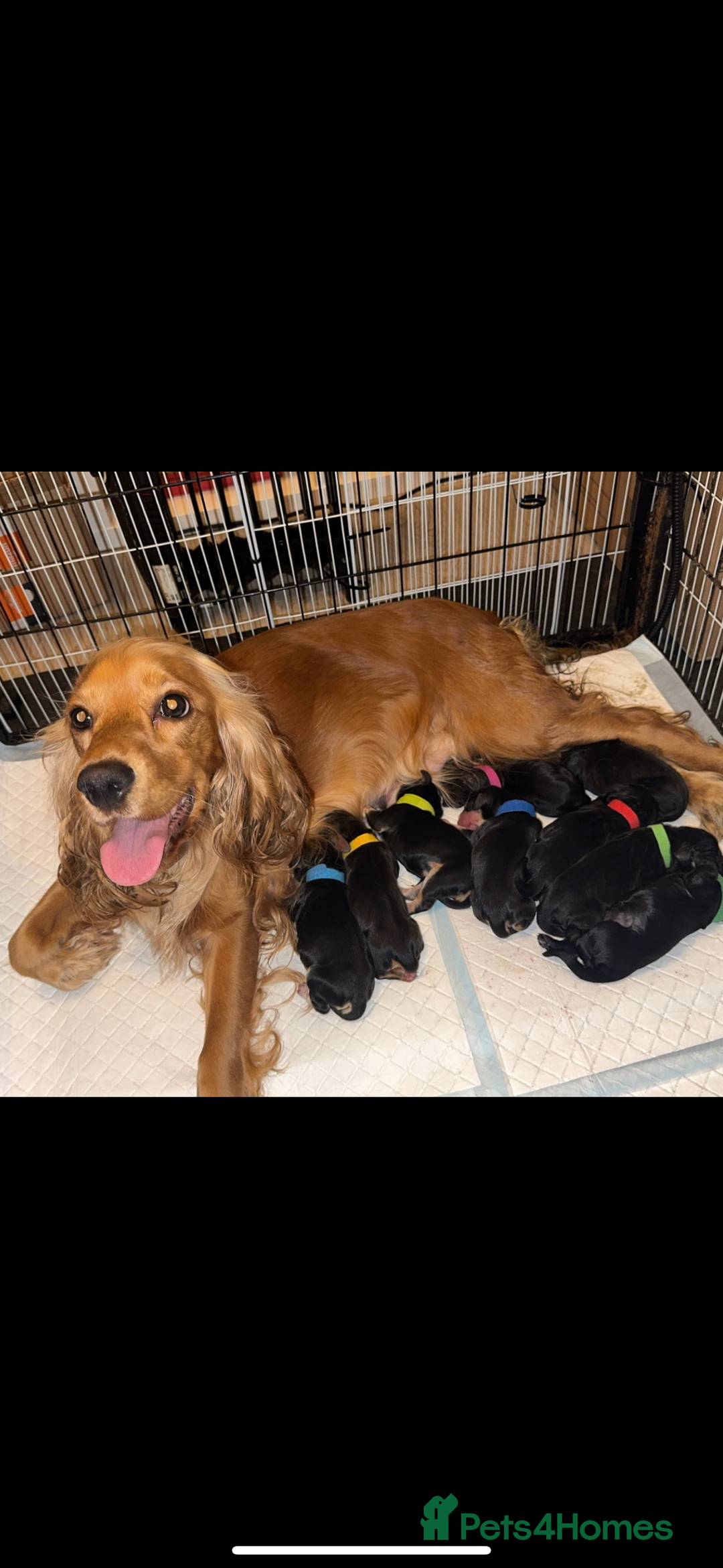 Cocker Spaniel dogs for sale: Show cocker spaniel puppy’s 5 weeks old  - Advert 8