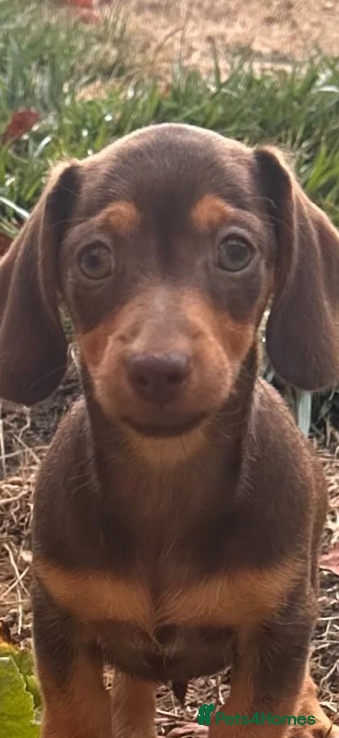 Miniature Dachshund dogs for sale: Stunning true to type miniature dachshunds  - Advert 2
