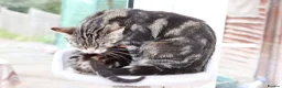 Mixed Breed cats for sale: Tabby Kittens Ready Soon - Advert 4