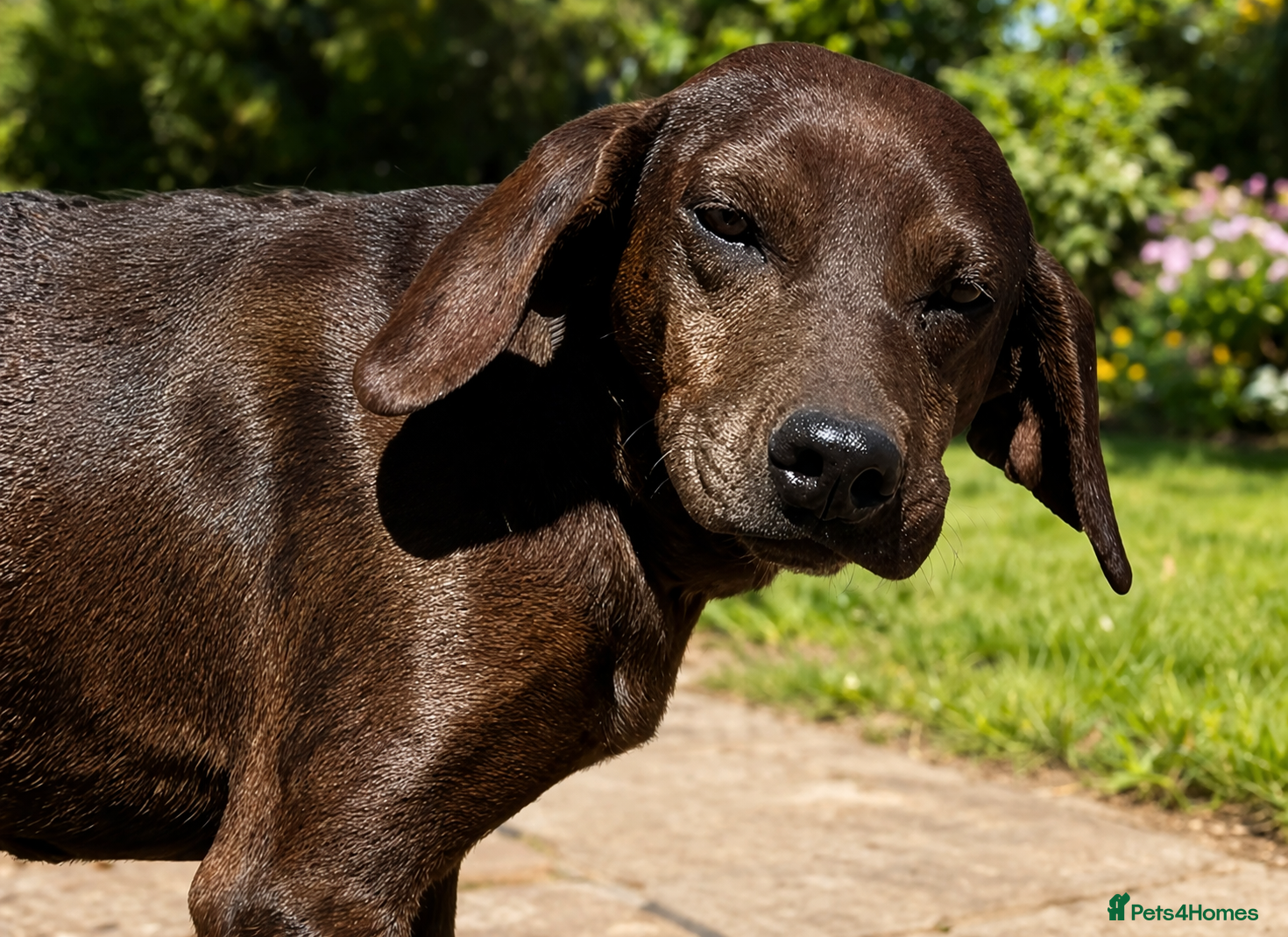Mixed Breed dogs Rhea – Loving girl – Ready for Forever Home - Advert 1