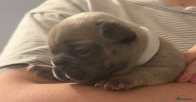 French Bulldog dogs - Advert 4