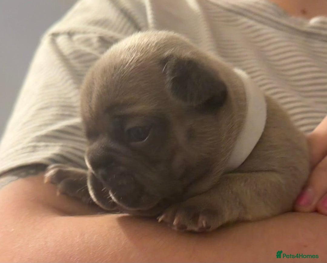 French Bulldog dogs for sale: Beautiful little Frenchie pups  - Advert 3