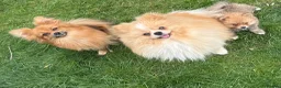 Pomeranian dogs for sale: Beautiful friendly and playful puppys pomeranians - Advert 12