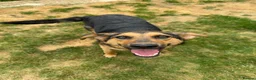 Mixed Breed dogs for sale: Small Cookie is Looking for Forever!  - Advert 10