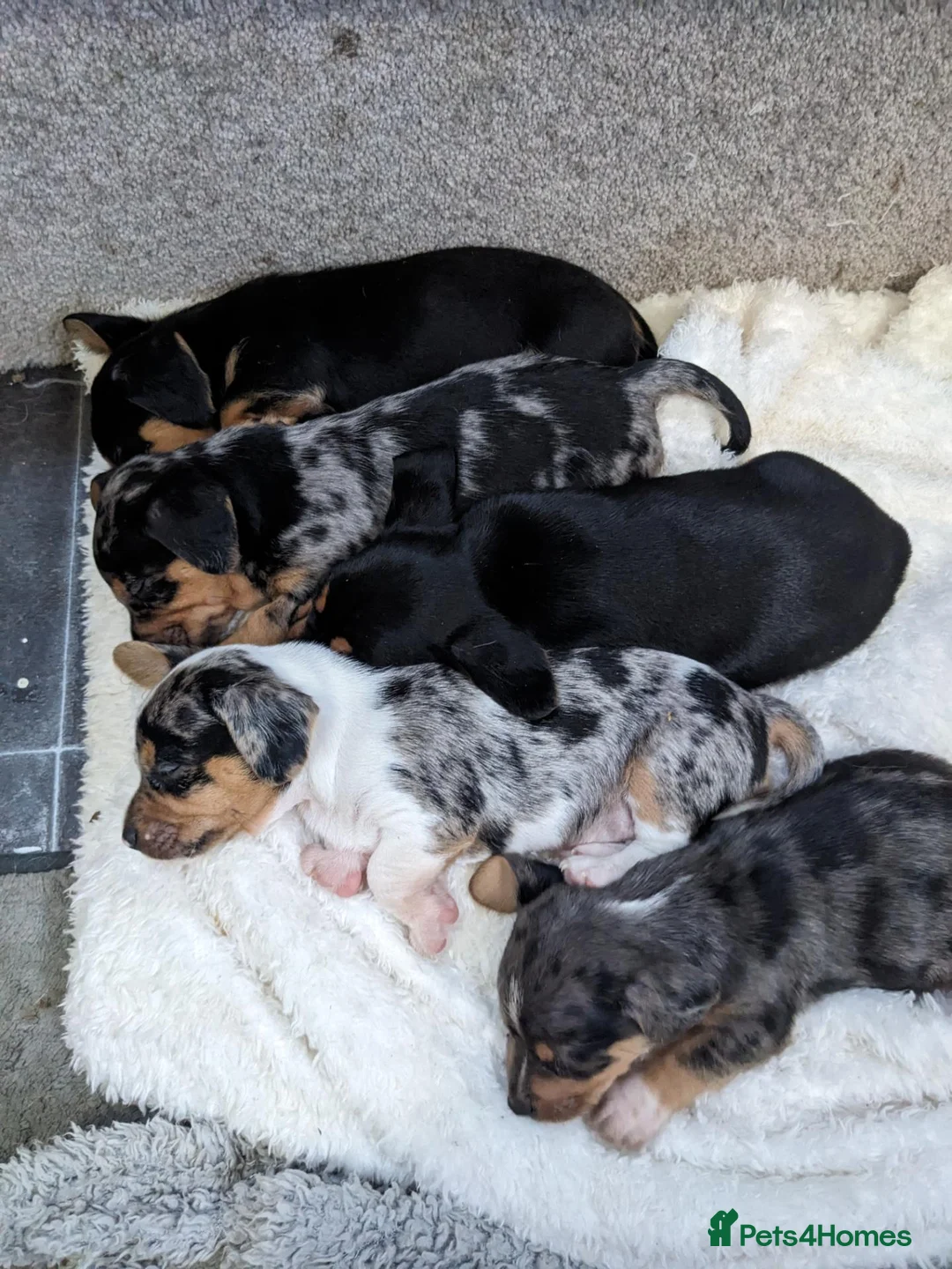 Jackshund dogs for sale: Jackshund puppies ready to go in Harlow - Advert 1