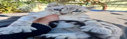 Keetso cats for sale: Superb polydactyl curled eared Keetso kittens.  - Advert 20