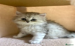 Mixed Breed cats for sale: Beautiful mixed breed kittens  - Image 8