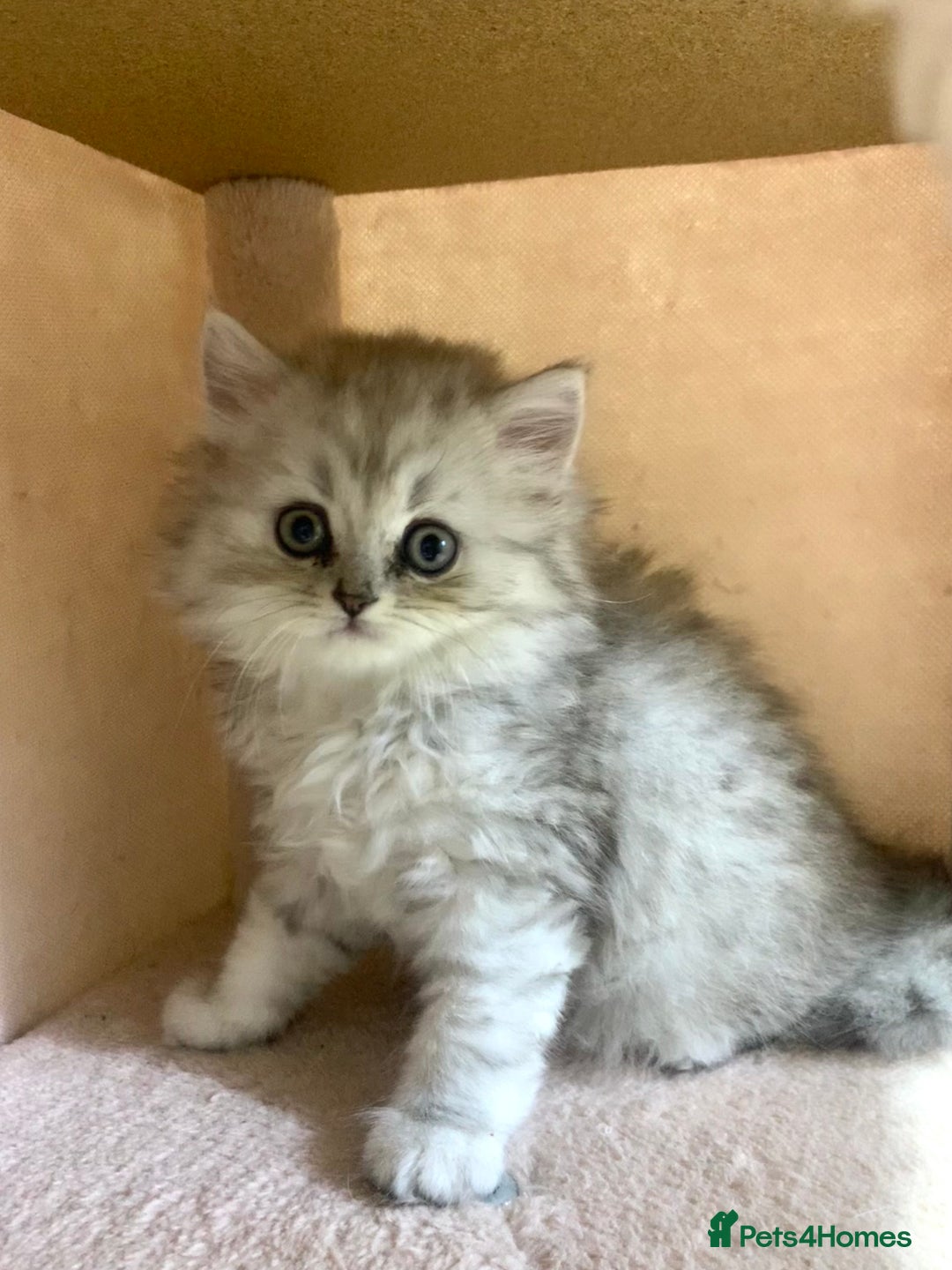 Mixed Breed cats for sale: Beautiful mixed breed kittens  - Image 8