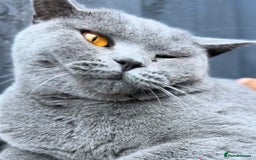 British Shorthair cats for sale: Beautiful Blue British Shorthair female cat QUEEN - Image 10