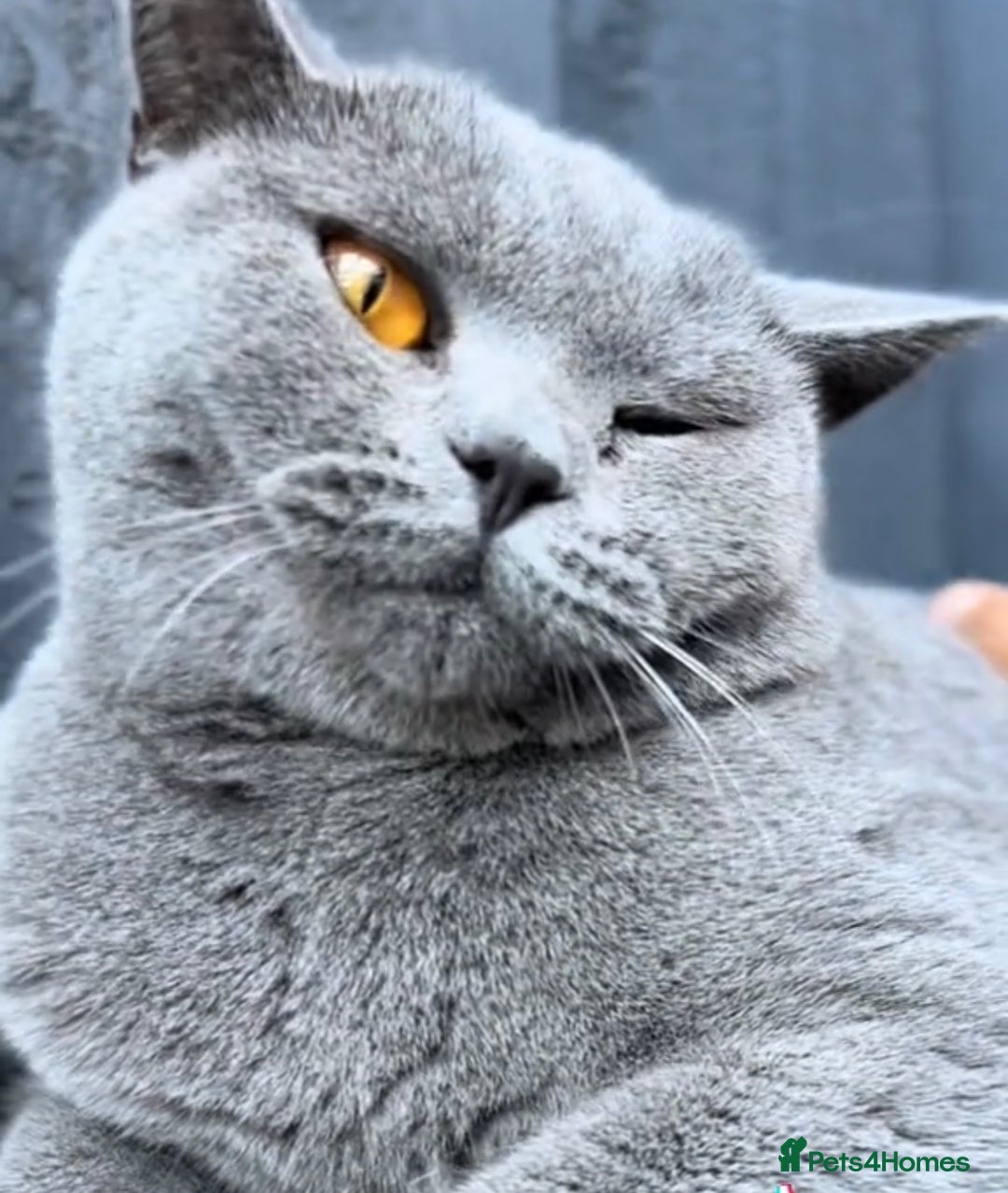 British Shorthair cats for sale: Beautiful Blue British Shorthair female cat QUEEN - Image 10