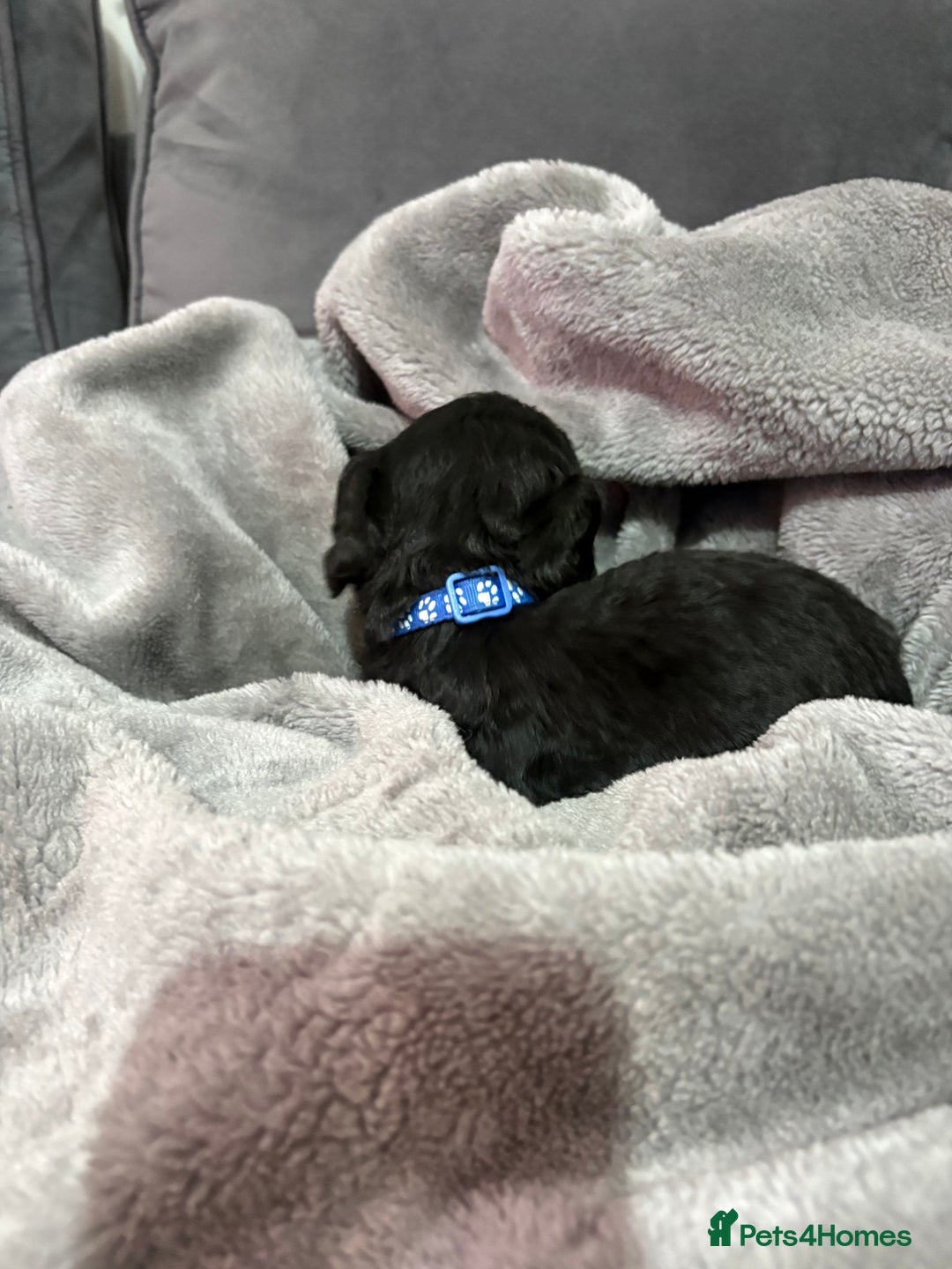 Cockapoo dogs for sale: Cockerpoo - Advert 3