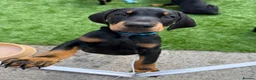 Dobermann dogs for sale: Exceptional KC Dobermann Puppies - Advert 6