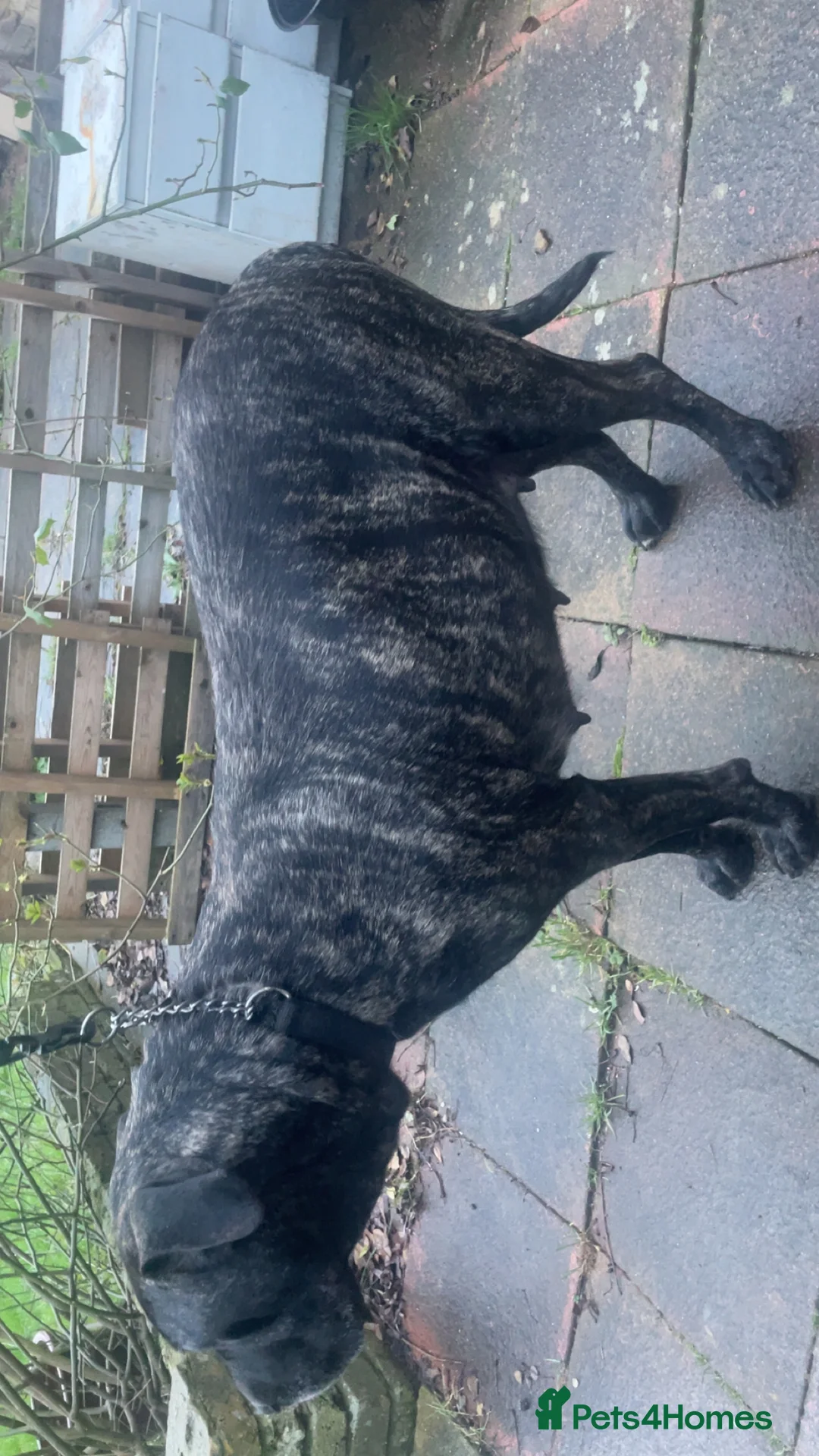 Gallery Image {{count}}