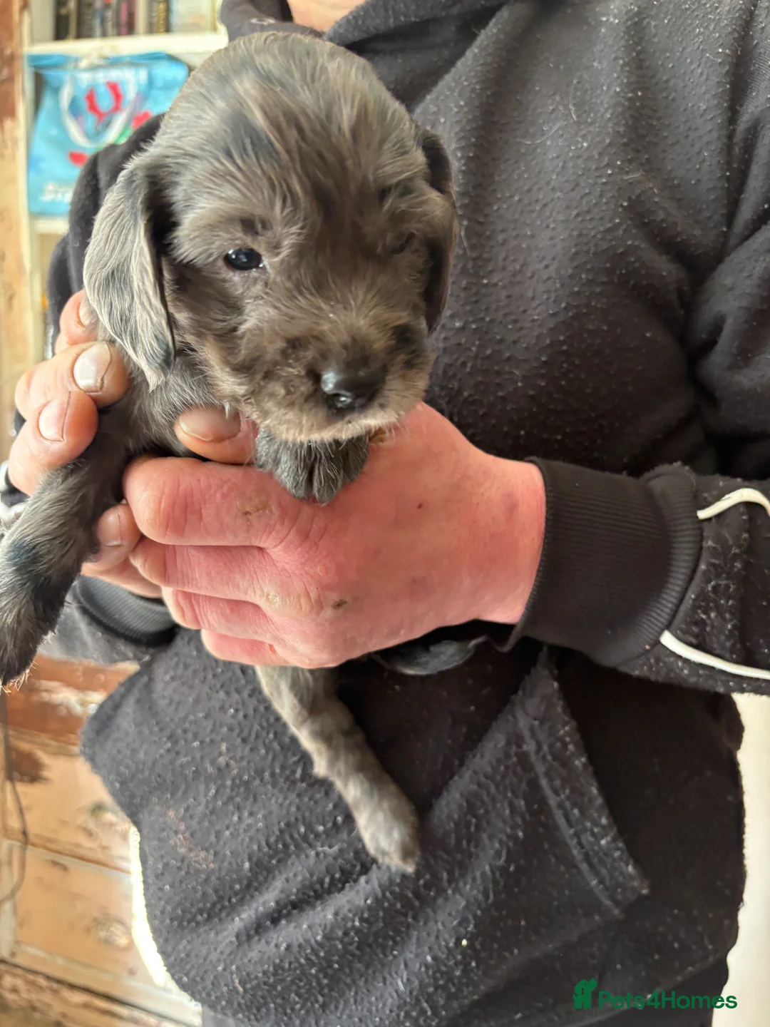 Sprocker dogs for sale: 7 Beautiful Sprocker puppies for sale - Advert 2