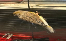 Canaries birds for sale: Male & female cannery for sale  - Image 16