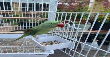 Parakeets birds - Advert 16