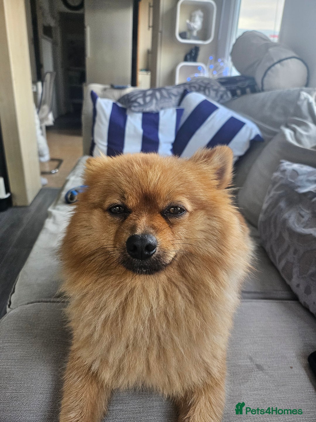 Pomeranian dogs for stud: Boysie  - Image 3