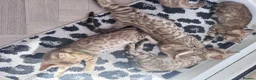 Bengal cats for sale: Price Heavily Reduced. Ready to Leave Now. TICA - Advert 8
