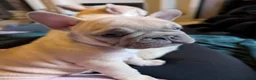 French Bulldog dogs for sale: French Bulldog Puppies - Advert 1