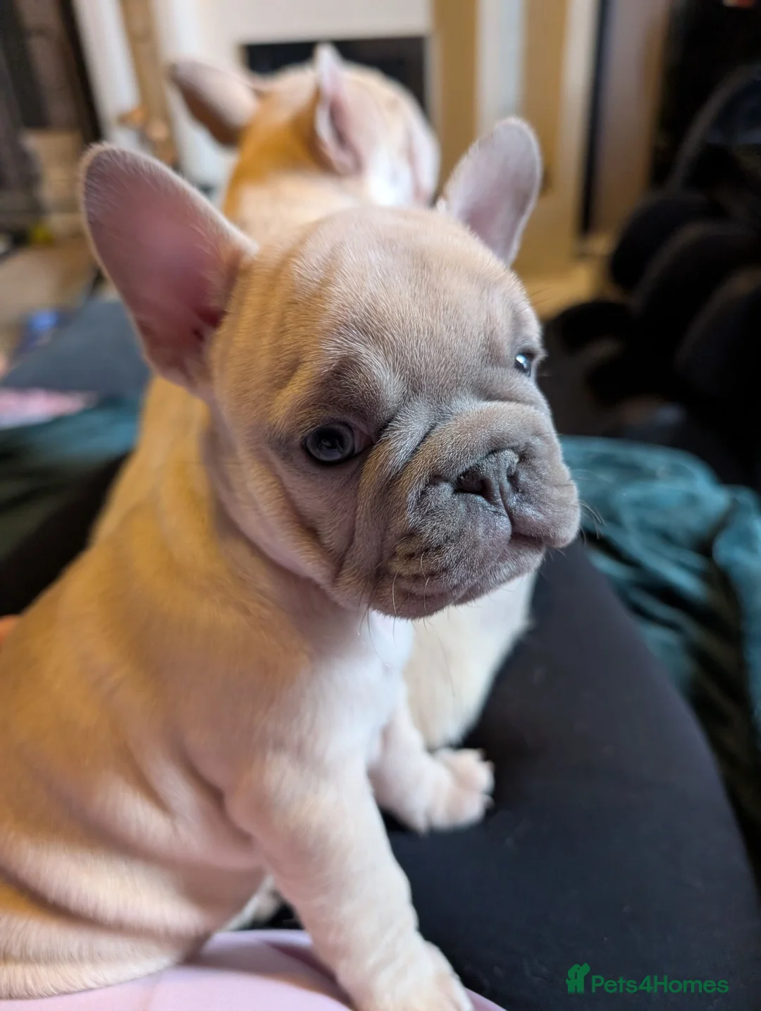 French Bulldog dogs for sale: French Bulldog Puppies - Advert 1
