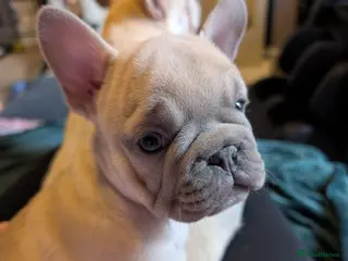 French Bulldog dogs French Bulldog Puppies - Advert 1