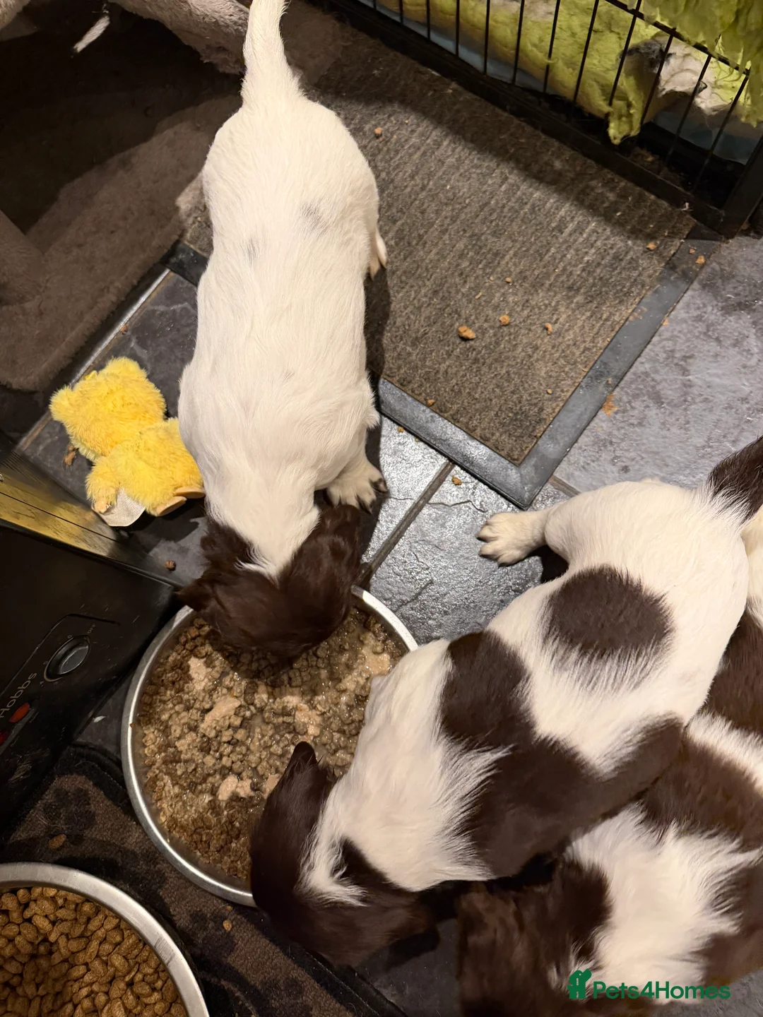 English Springer Spaniel dogs for sale: Springer Spaniel Puppies - Advert 10