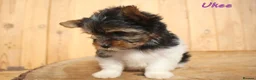 Biewer Terrier dogs for sale: ✨ Stunning Biewer & Merle Yorkies – Ready 09 Apr ✨ - Advert 8