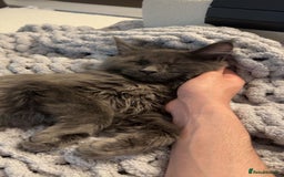 Maine Coon cats for sale: Maine Coon - Image 3