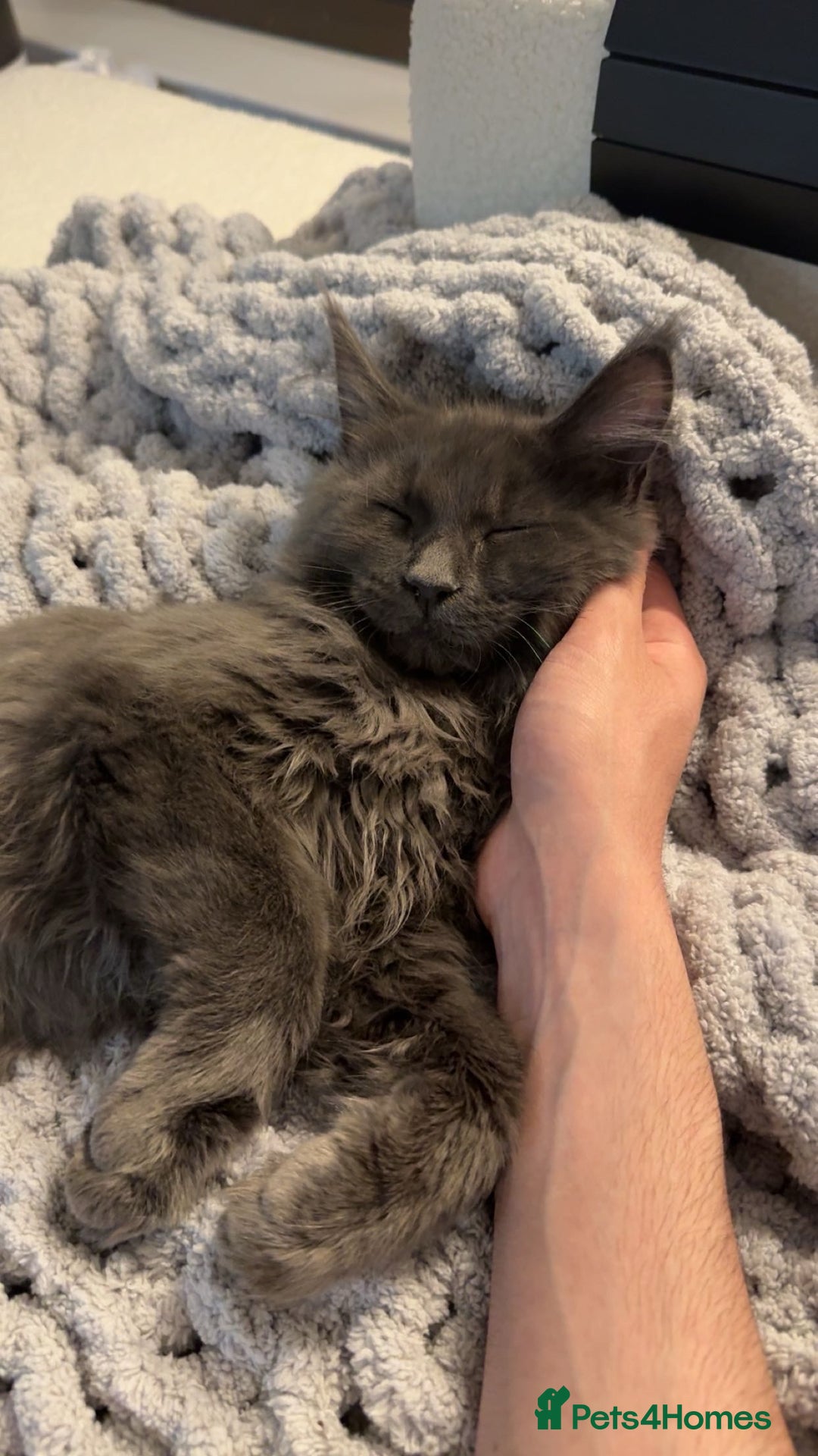 Maine Coon cats for sale: Maine Coon - Image 3
