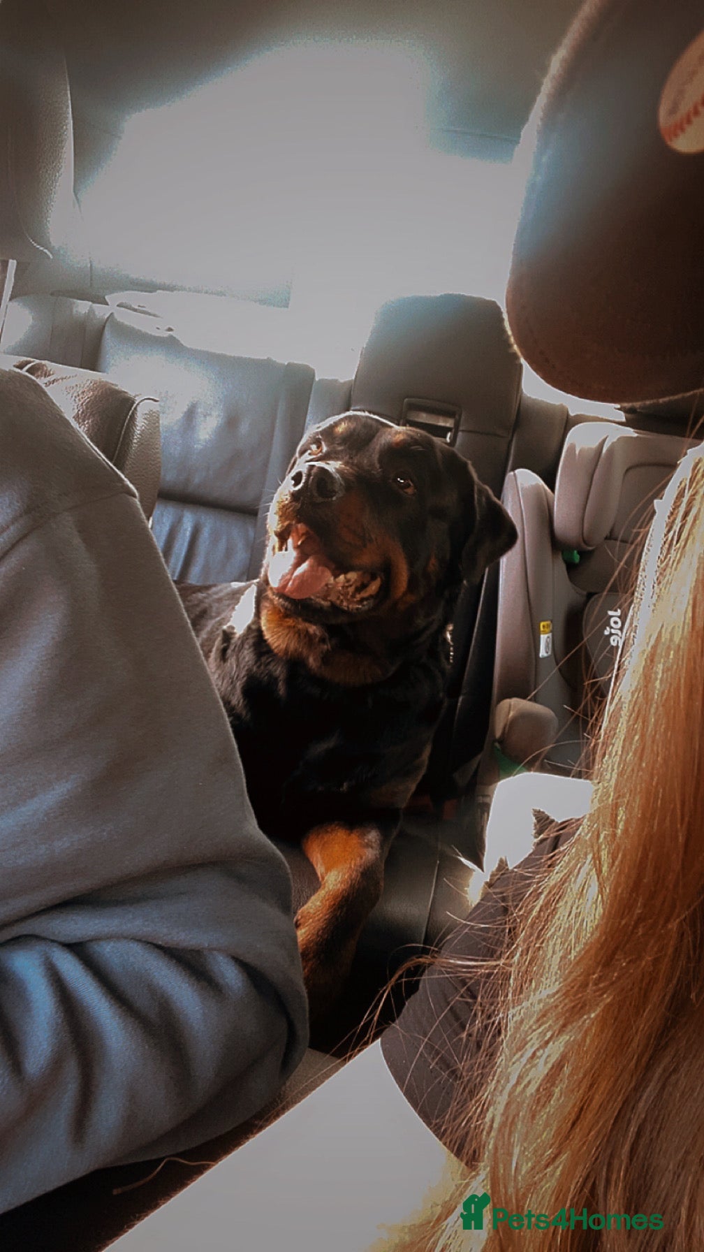 Mixed Breed dogs 🐾 Rottweiler x Belgian Malinois Puppies  - Advert 7