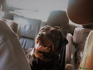Mailinois Rottweiler Mix Rottweiler Mixed Breed Puppies for sale | Pets4Homes