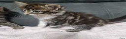Siberian cats for sale: Fluffy kittens - Advert 9