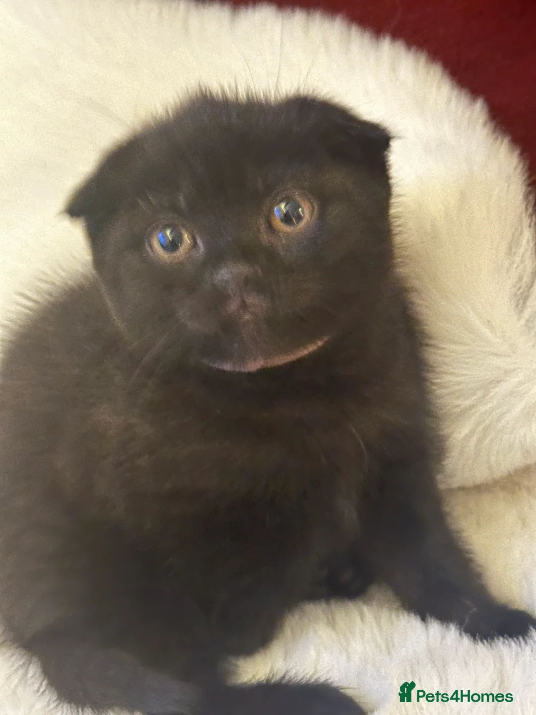 Scottish Fold cats for sale: Last rare choc baby available, weaned & ready ❤️  - Advert 11