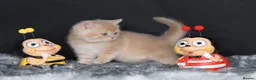 British Shorthair cats for sale: Registered Golden British Shorthaired kittens - Advert 13