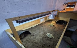 Tortoise reptiles for sale: Breeding Pair of 5 Tortoises 4 Female 1 male  in Ruislip - Image 9