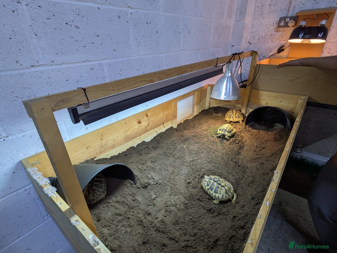 Tortoise reptiles for sale: Breeding Pair of 5 Tortoises 4 Female 1 male  in Ruislip - Image 9