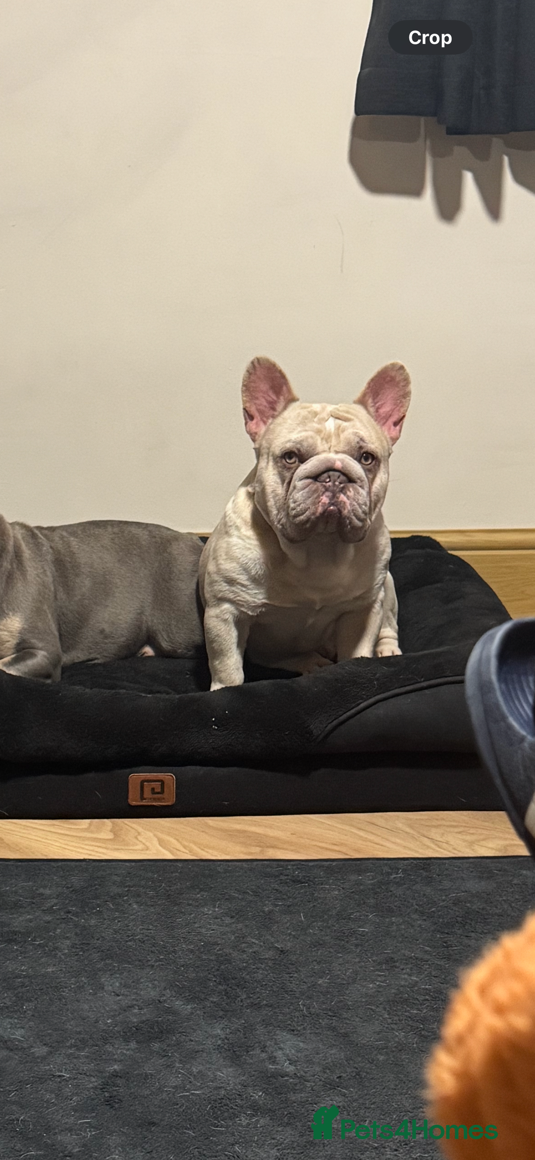 French Bulldog dogs for stud: French Bulldog Stud Ready And Waiting  - Advert 7
