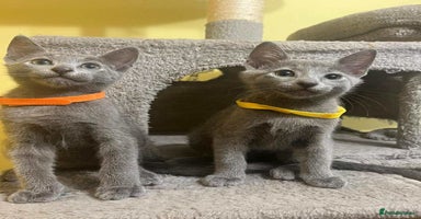 Russian Blue cats - Advert 1