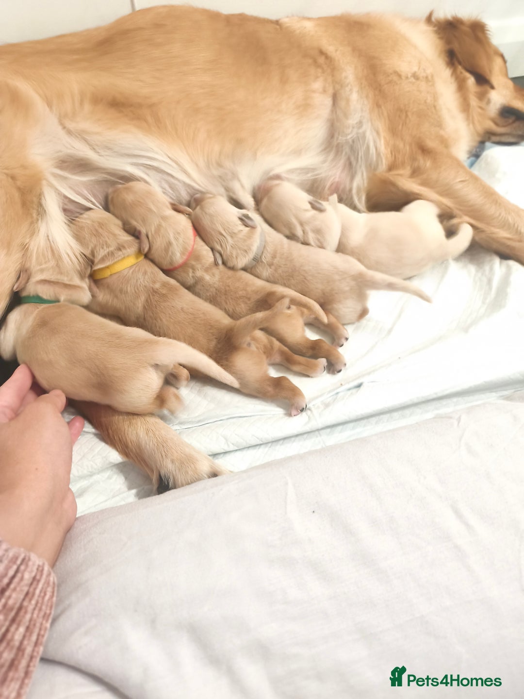 Golden Retriever dogs for sale: 🐕✨Golden retriever puppies ✨🐕 - Advert 1