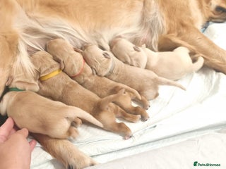 Golden Retriever dogs 🐕✨Golden retriever puppies ✨🐕 - Advert 1