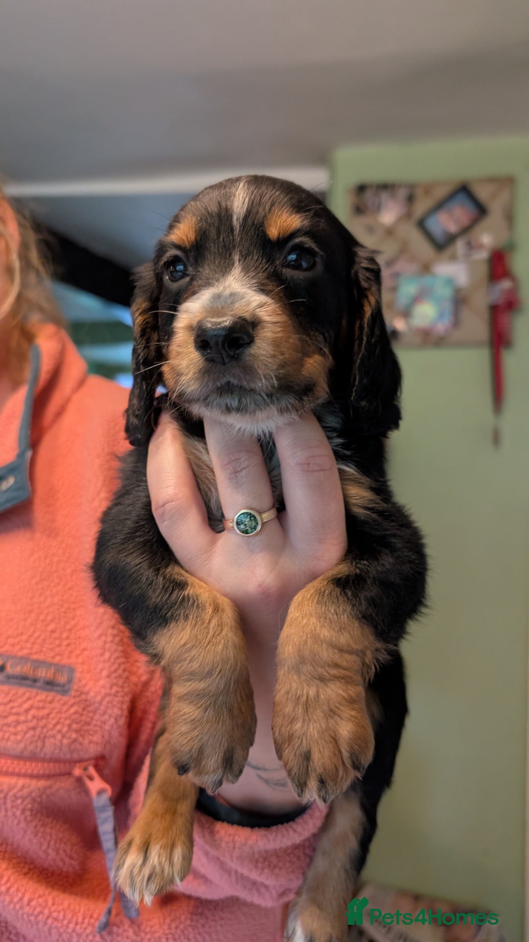 Cocker Spaniel dogs for sale: Working Cocker Spaniel Puppies  - Image 3