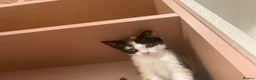 Domestic Shorthair cats for sale: Miss  in Birmingham - Advert 2
