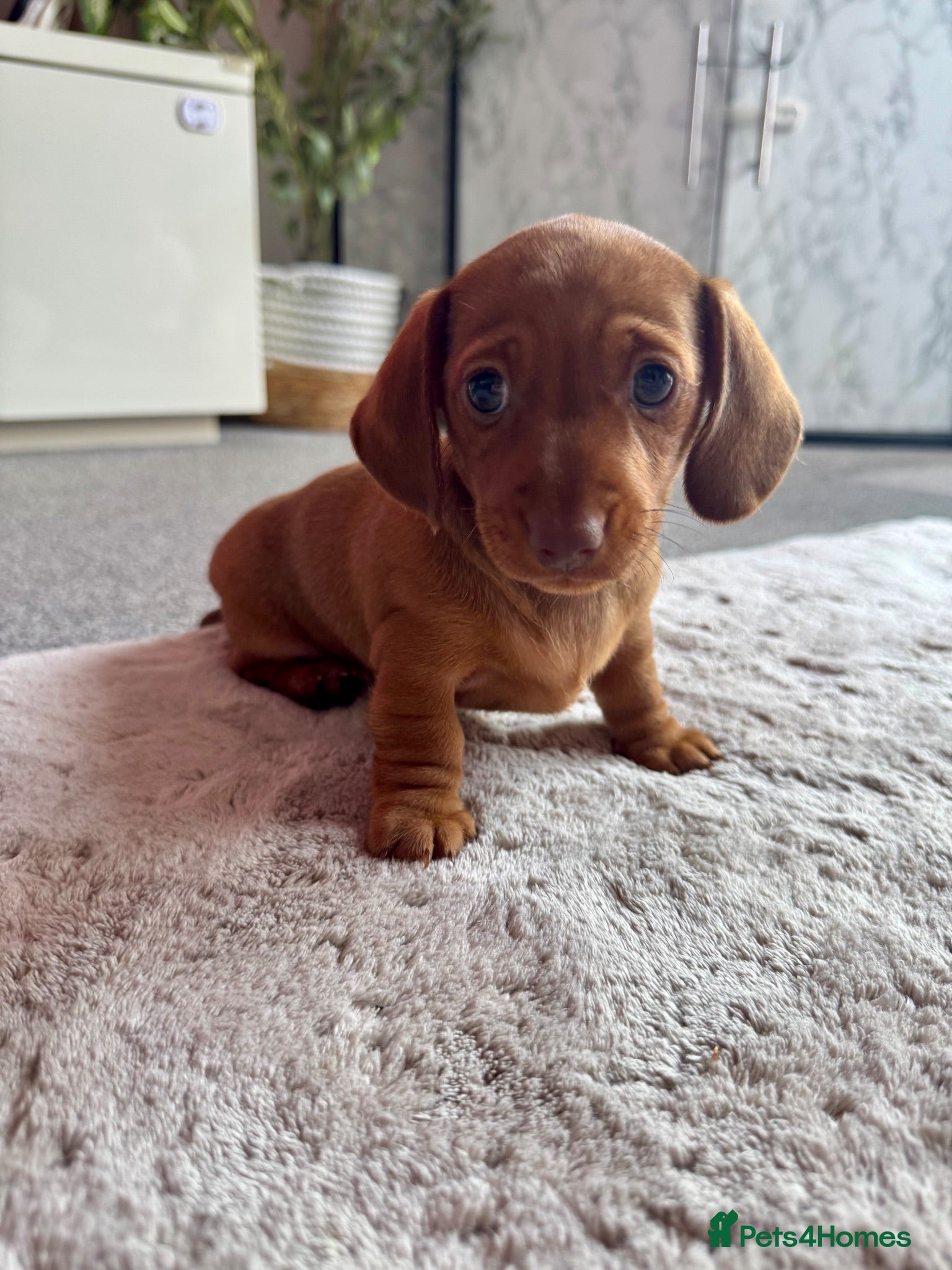 Miniature Dachshund dogs SHADED RED MINIATURE DACHSHUND GIRL - Advert 1