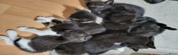 Domestic Shorthair cats for sale: Ready to Fly the Nest  - Advert 8